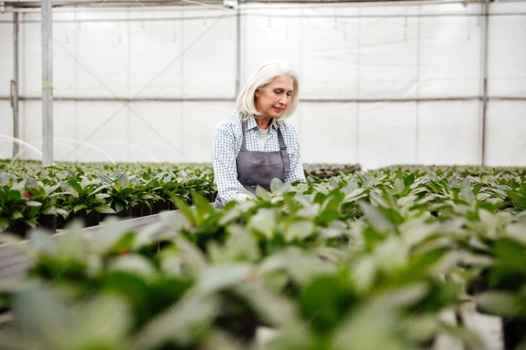 Agrarisch bedrijf met medewerker die planten verzorgt in de kas
