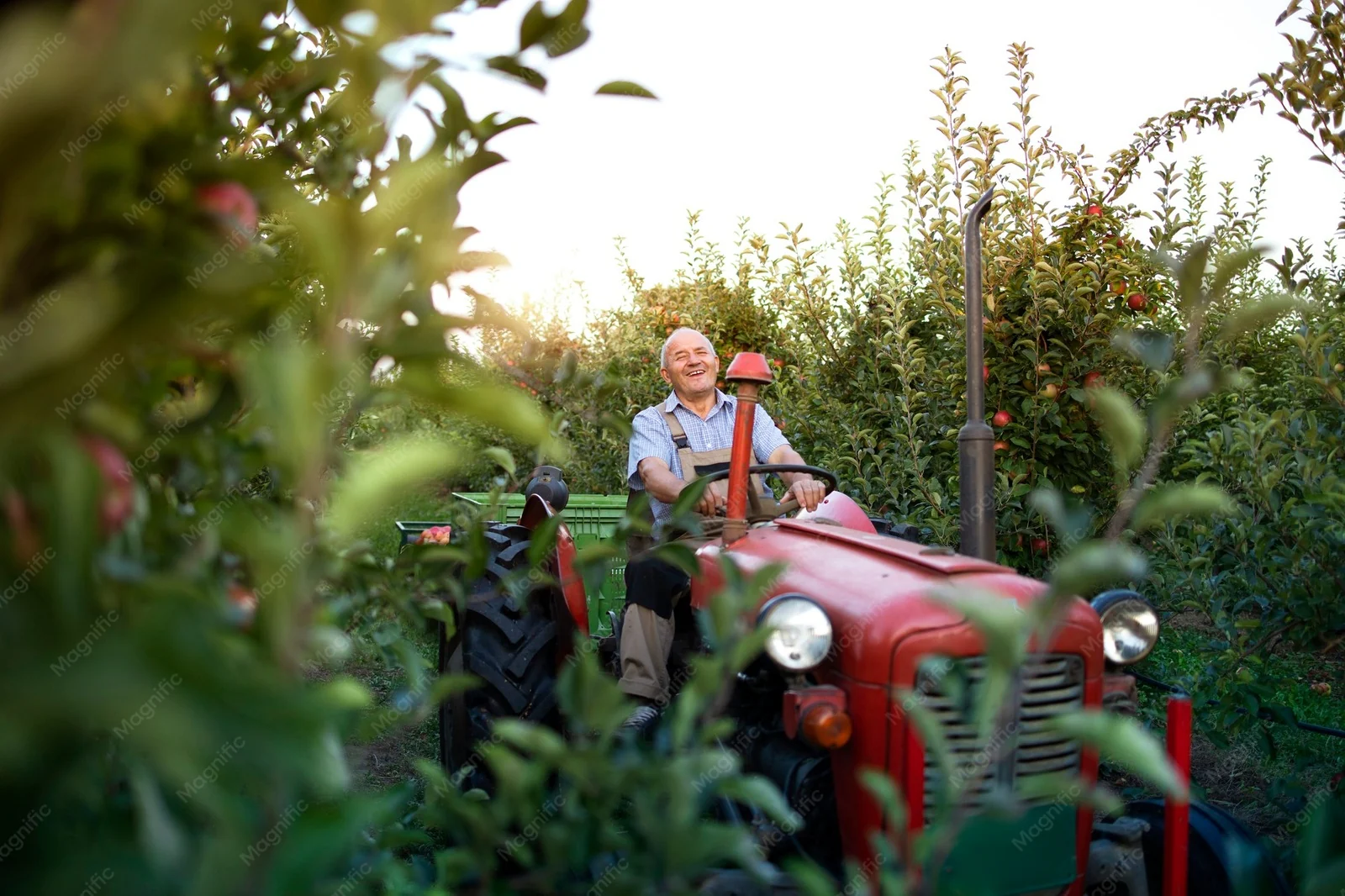Agrarisch bedrijf met tractor aan het werk tussen fruitbomen